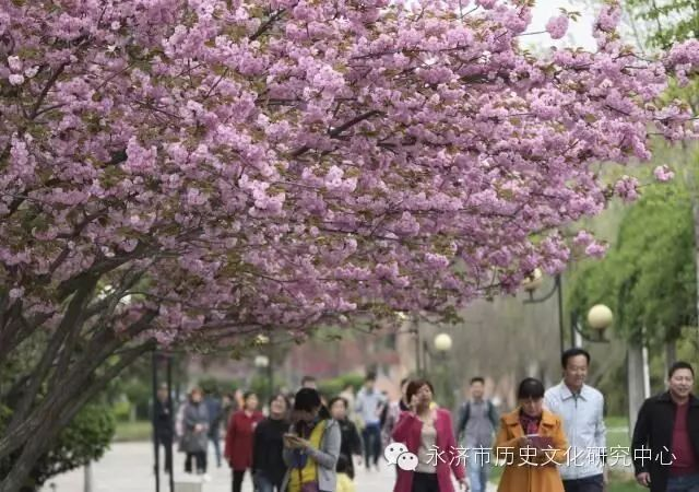 樱花树下_永济影像