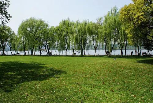 长堤柳浪_临猗十八景