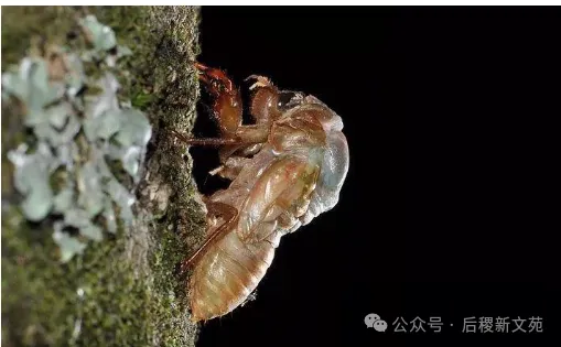 我的捉蝉岁月_散文_马文科