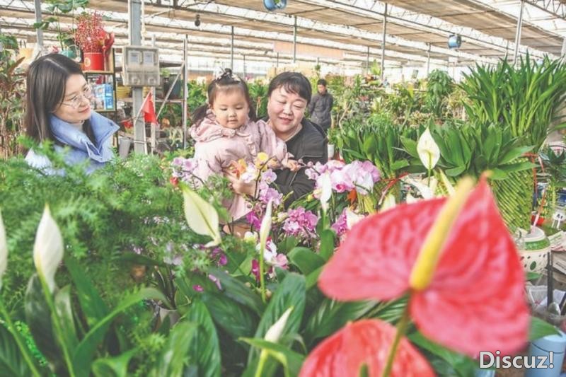 西花园花鸟市场各色花卉愈加娇艳