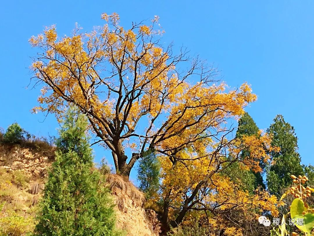 庙岔村秋景_稷山影像