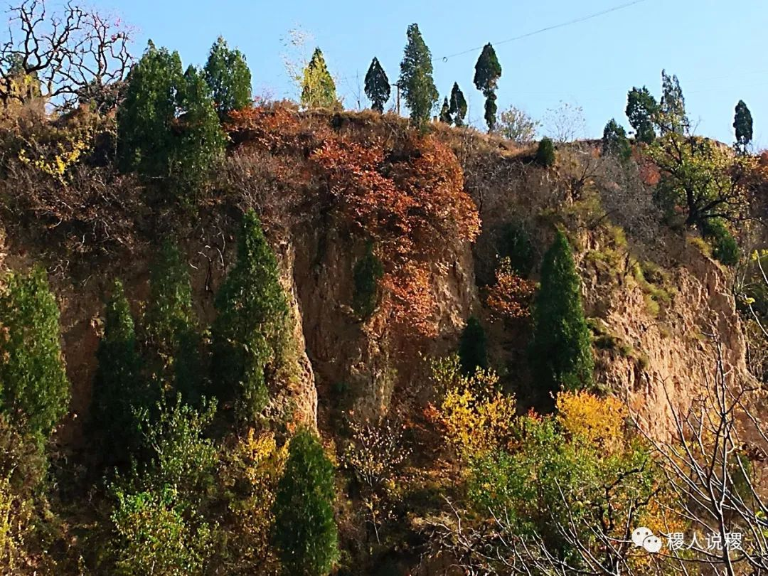 庙岔村秋景_稷山影像