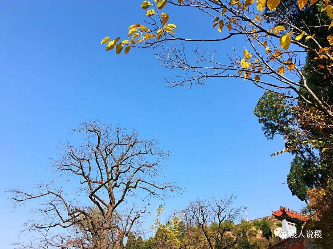 庙岔村秋景_稷山影像