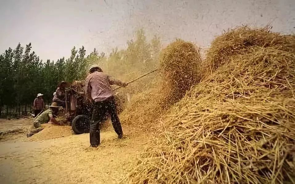 堆表秸_农村影像