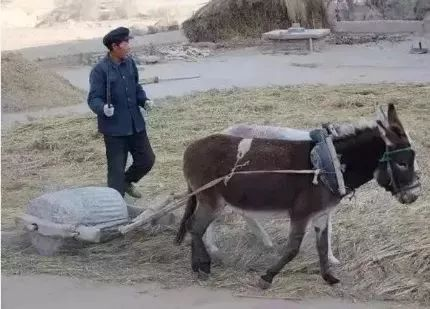 牲口拉碌碡碾麦_农村影像