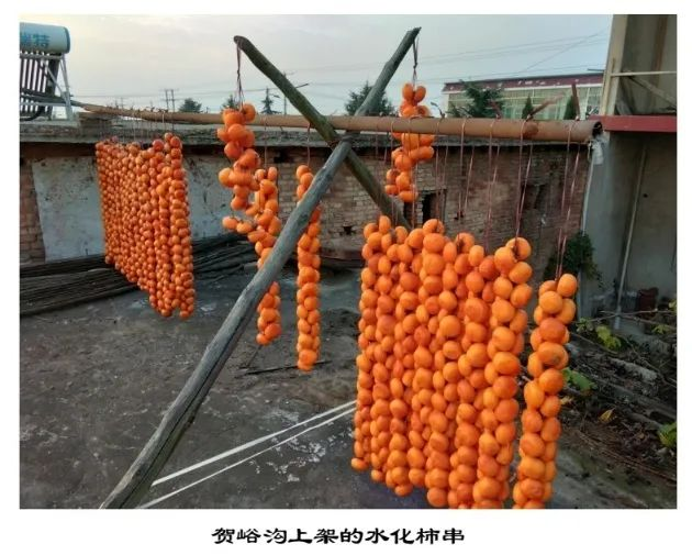 东锥子山下贺峪沟的柿子林