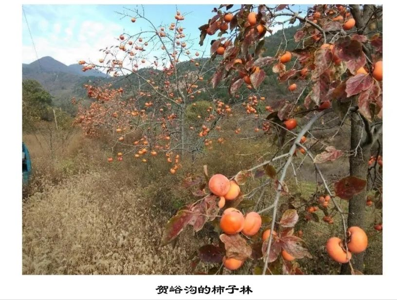 东锥子山下贺峪沟的柿子林