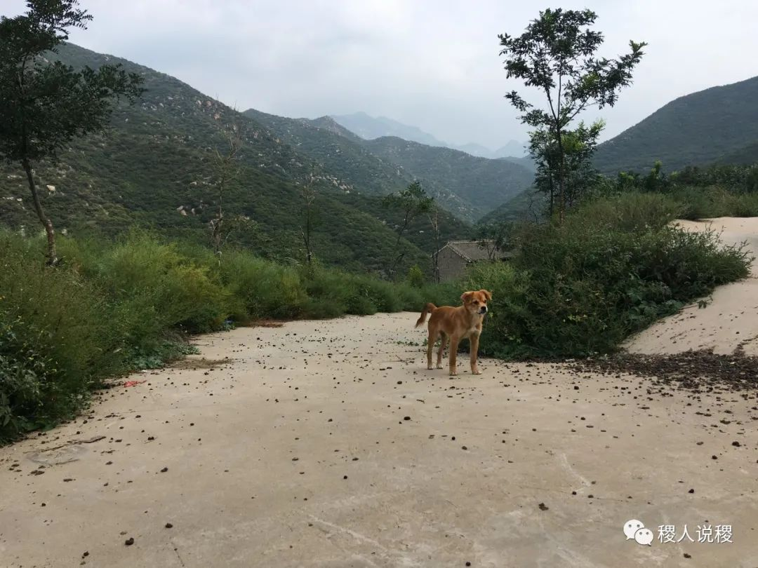 守望大山的小精灵_稷山影像