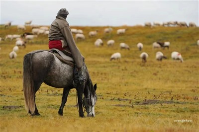 餐桌，牧民，亚马逊牧场，“假肉”驱逐真肉