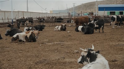 餐桌，牧民，亚马逊牧场，“假肉”驱逐真肉