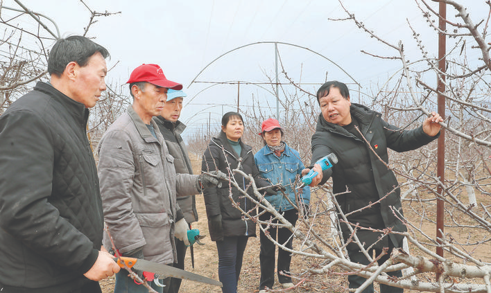 张来生领办西阳村阿霞红樱桃合作社