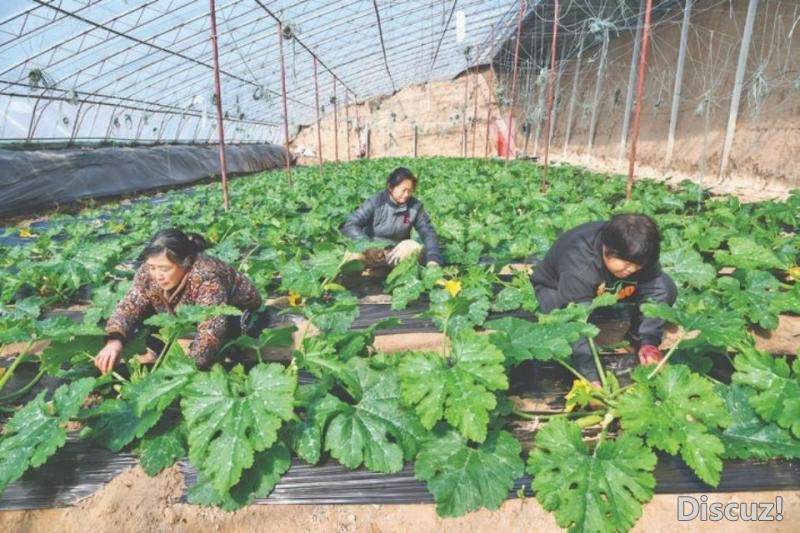 后宫乡上院村发展设施农业面积达66.67公顷