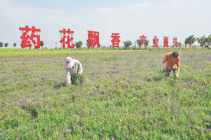药材基地药花飘香_闻喜农业