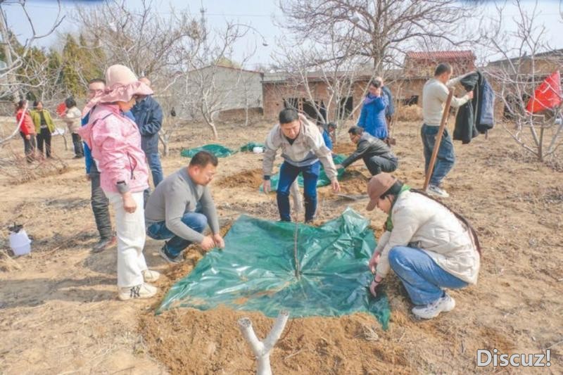 “树葆”发明人赵树海等志愿者在环池村栽植巴旦木