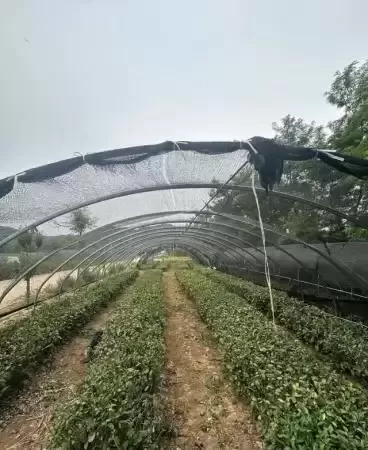 茶山邂逅陈记庄园_散文_吉秀珍