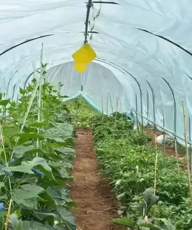 茶山邂逅陈记庄园_散文_吉秀珍
