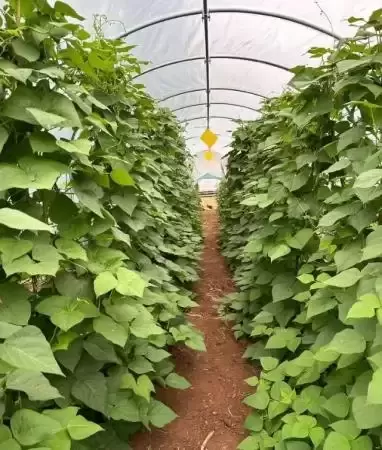 茶山邂逅陈记庄园_散文_吉秀珍