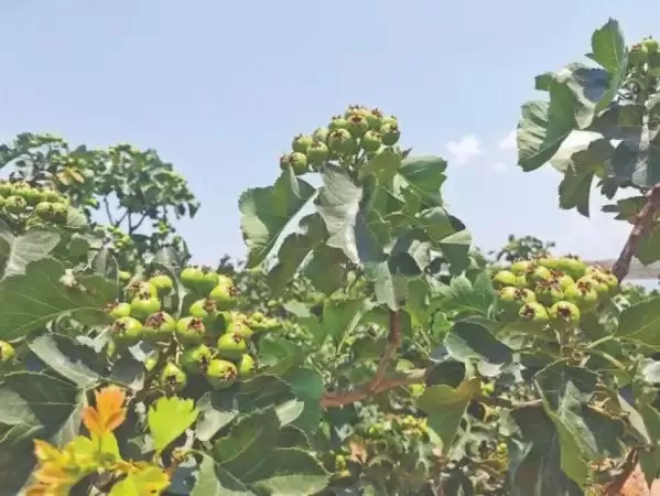 南樊镇槐泉村农文旅商绘新篇