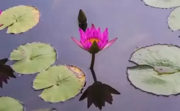 如梦令·睡莲_诗_王中秋