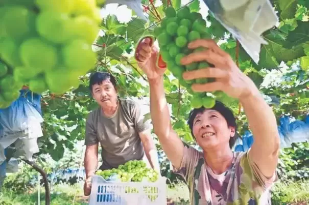 阳光玫瑰映丰收，十年匠心拓市场