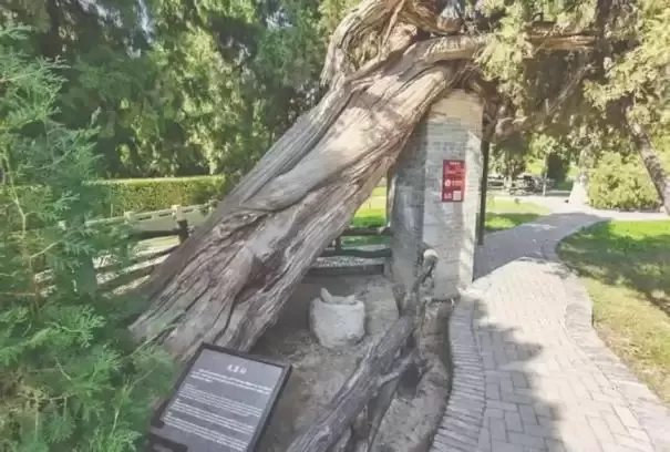 守护千年文明密码：舜帝陵庙古树名木获国家级整体保护