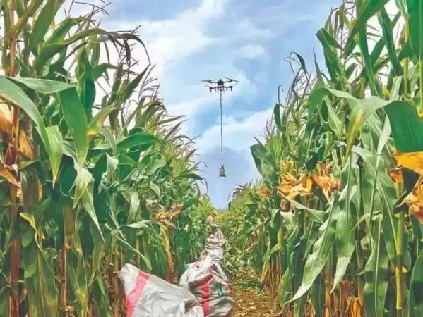 地面难行，空中吊运！平陆无人机“兜底”秋收