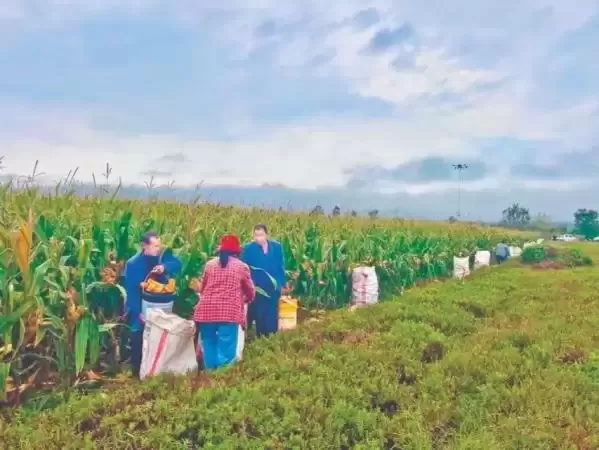 地面难行，空中吊运！平陆无人机“兜底”秋收
