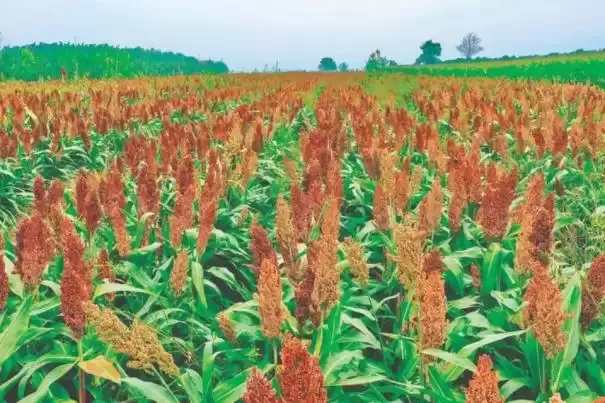 夏县下冯村：高粱映红秋日 产业“酿出”丰收