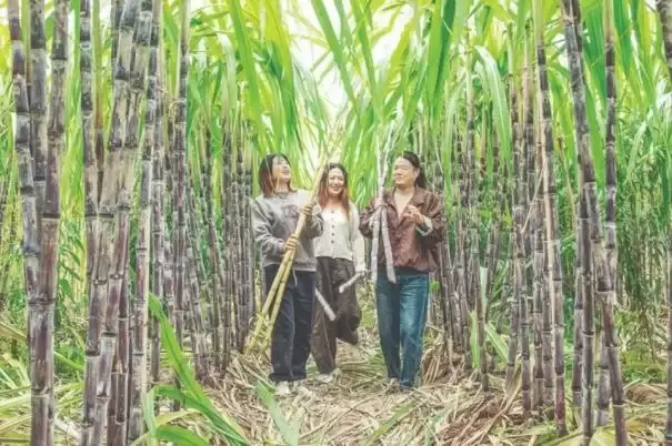 “南蔗北种”在夏县成功落地，樊国斌黑皮、黄金甘蔗喜获丰收