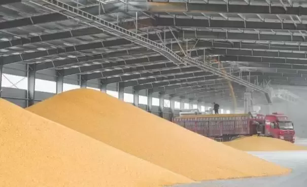 北孙坞村田间：联合收割机奏响秋收“交响曲”