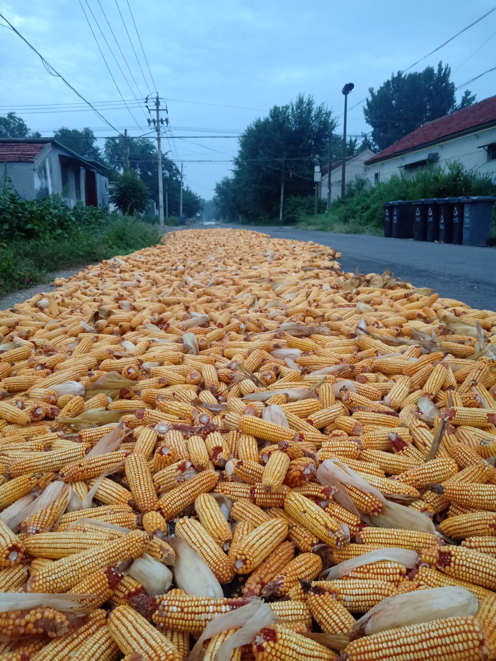 红高粱