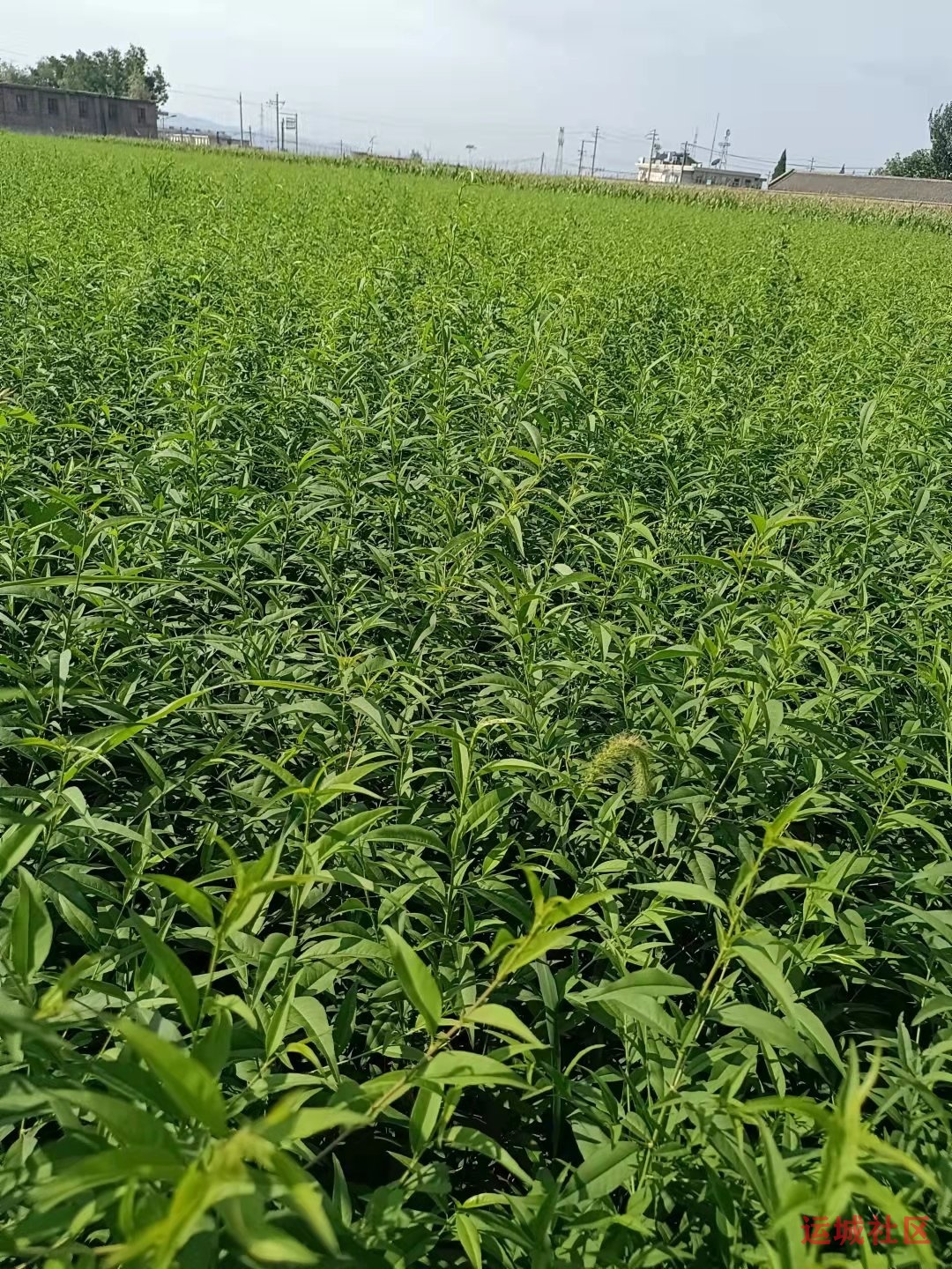 桃树育苗技术讲座(茹炜)_稷山农技 桃树育苗技术讲座(茹炜)_稷山农技