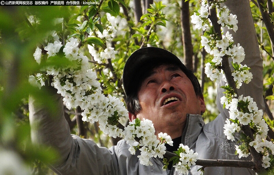 樱桃花开，春色斗艳