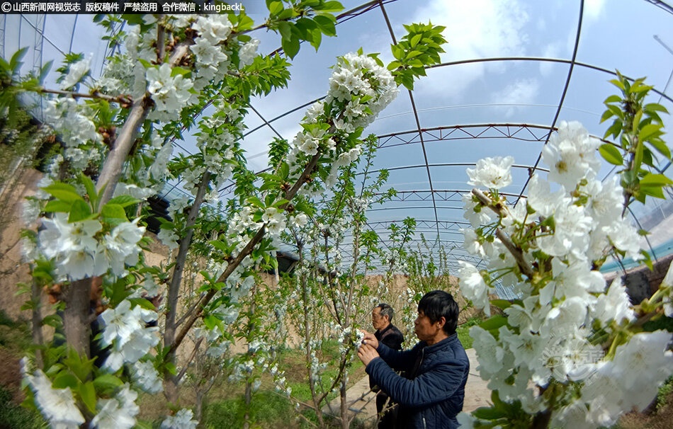 樱桃花开，春色斗艳