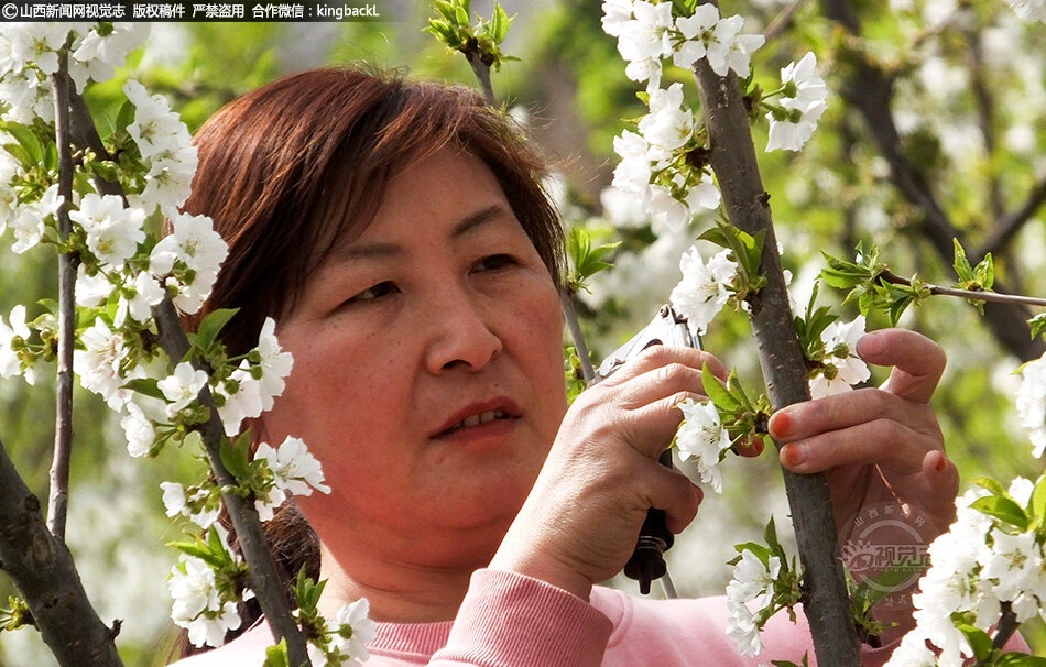 樱桃花开，春色斗艳