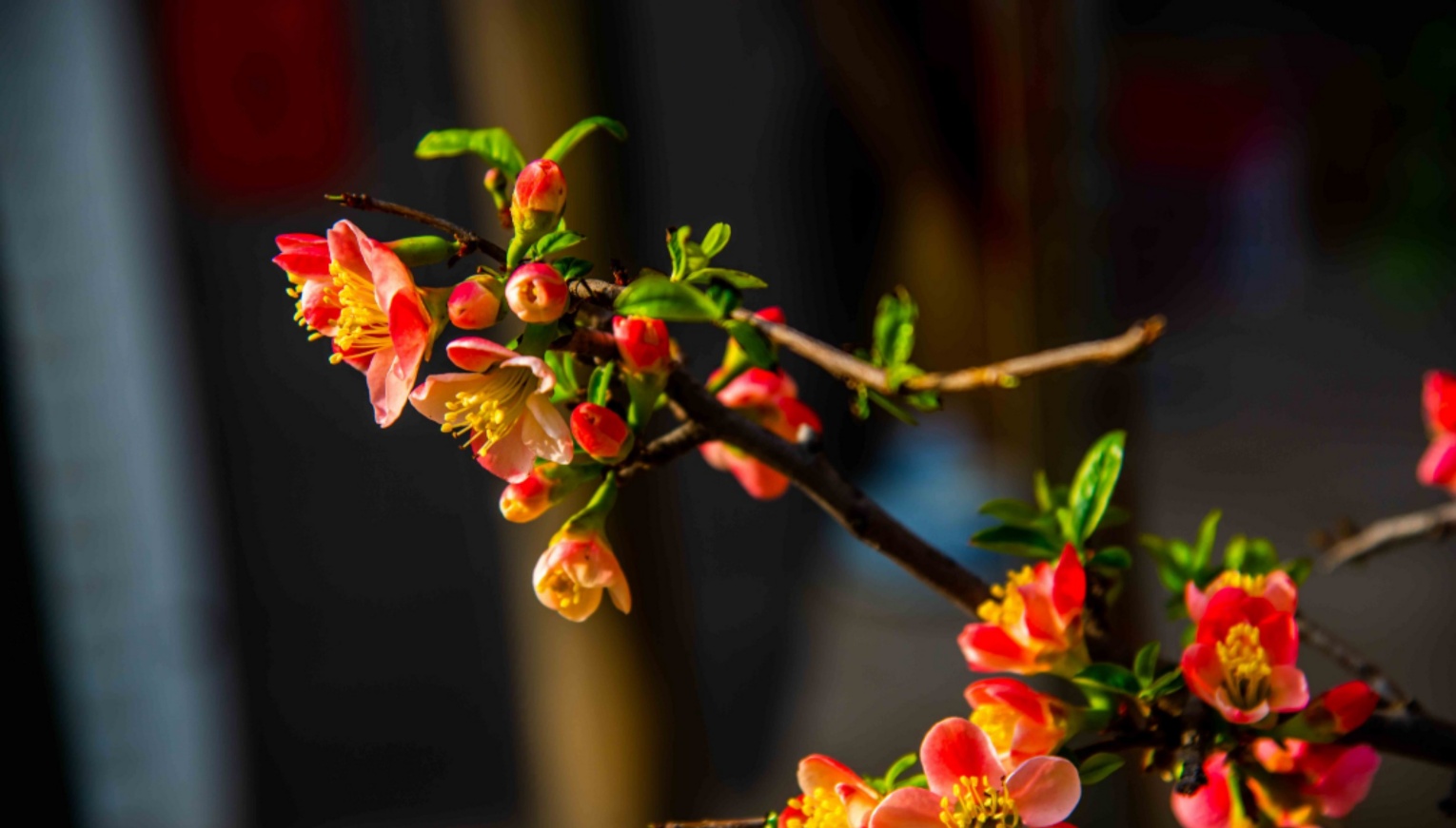 海棠花枝俏