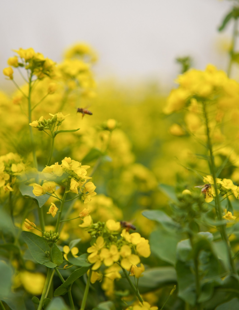 油菜花采蜜