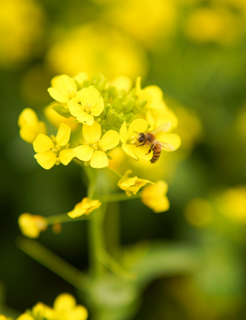 油菜花采蜜